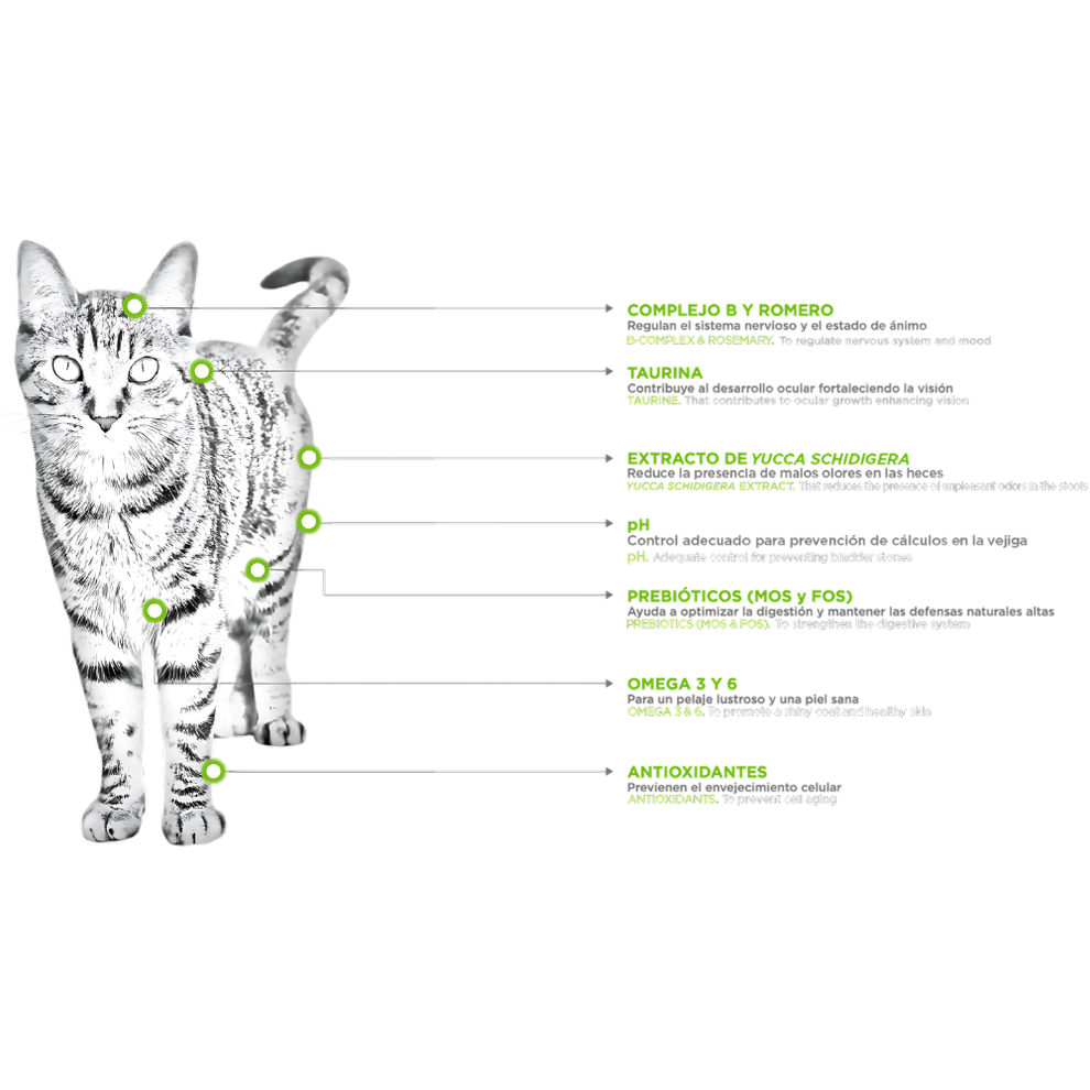 Nupec Felino Indoor
